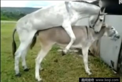 马与驴交配视频,揭秘跨物种繁殖的神秘面纱